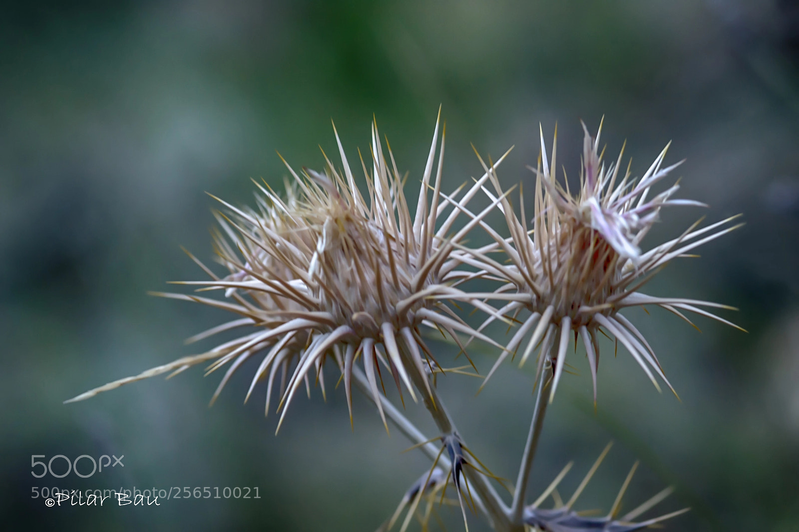 Nikon D3100 sample photo. Cardos photography