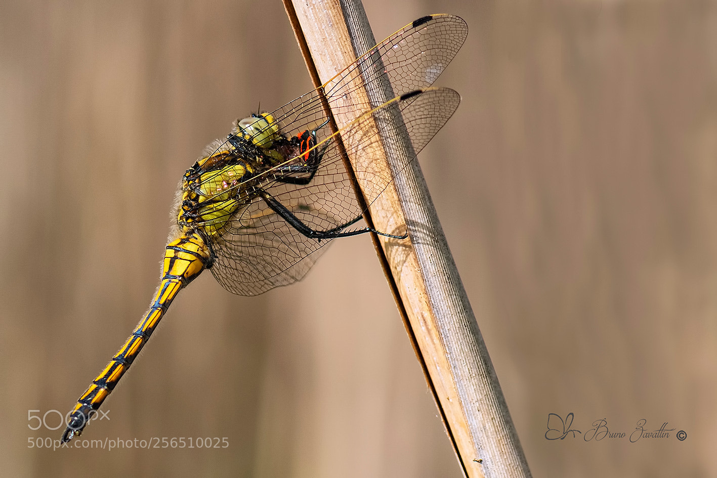 Nikon D500 sample photo. Sympretum striolatum photography