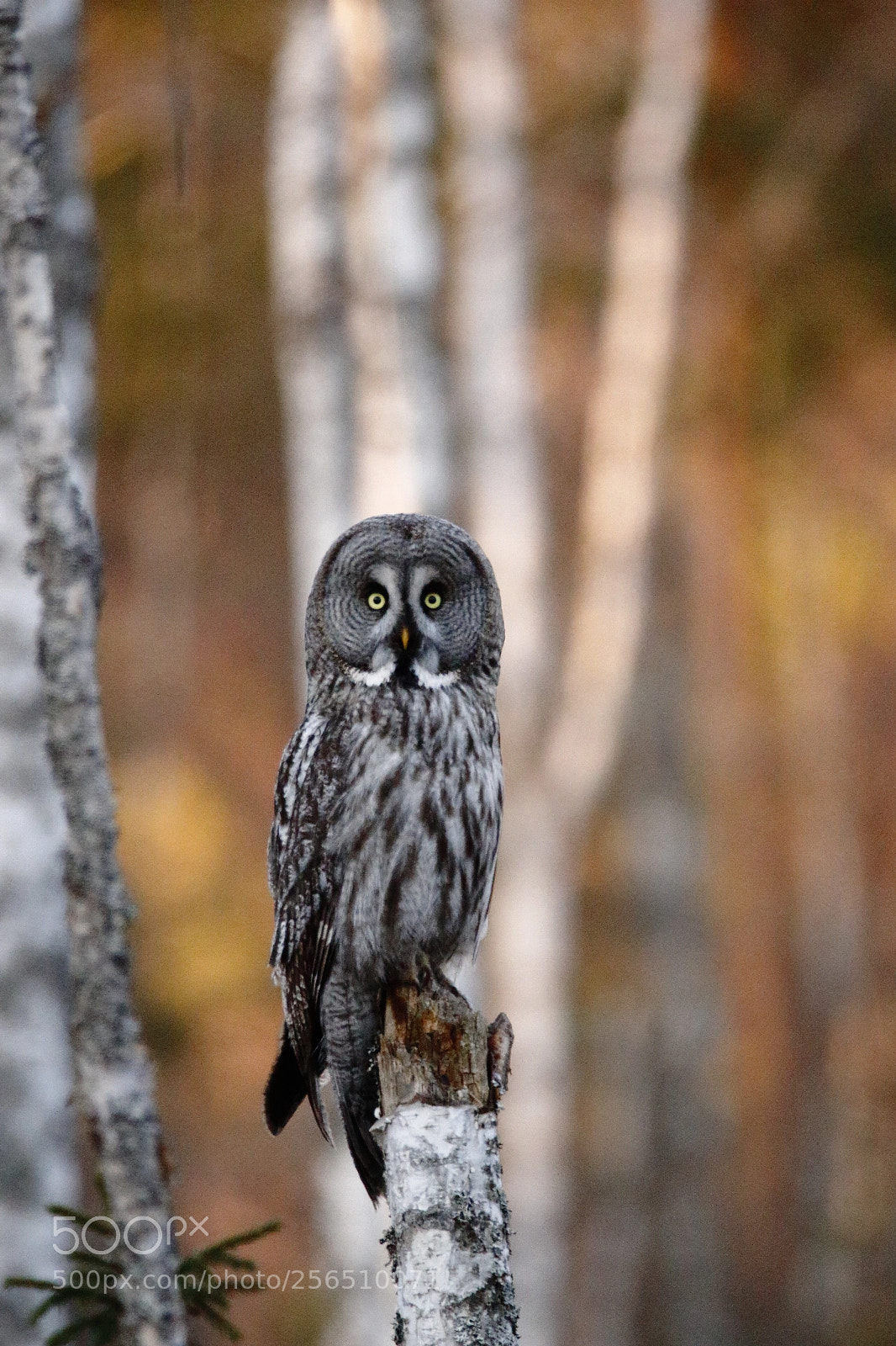 Canon EOS 70D sample photo. Great grey owl photography