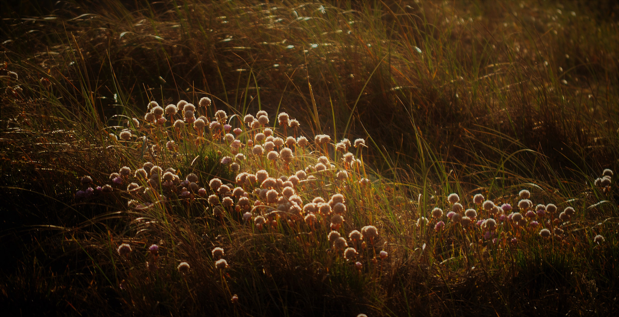 Nikon D5100 sample photo. Flores de costa photography