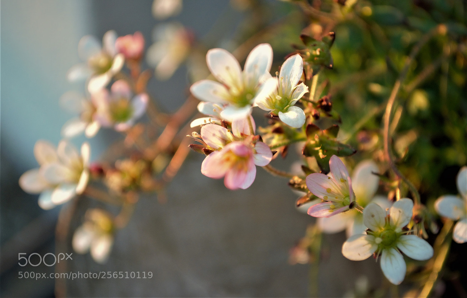 Nikon D5100 sample photo. Flores lindo photography