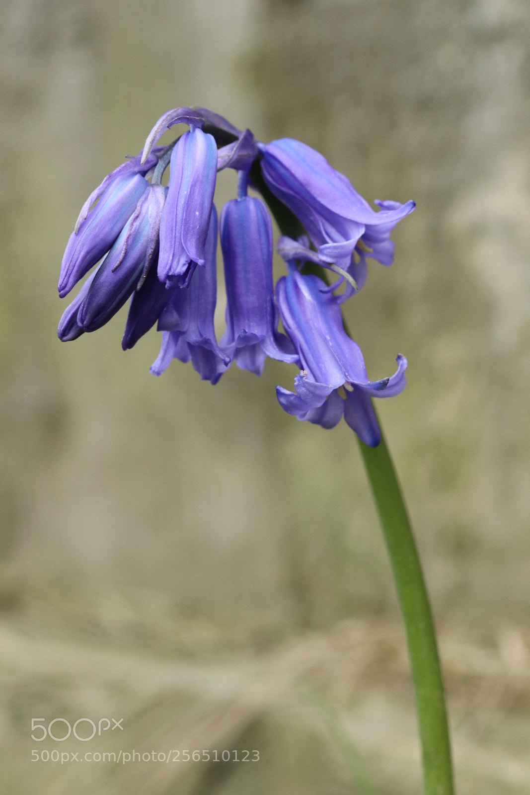 Canon EOS 80D sample photo. Bluebell photography