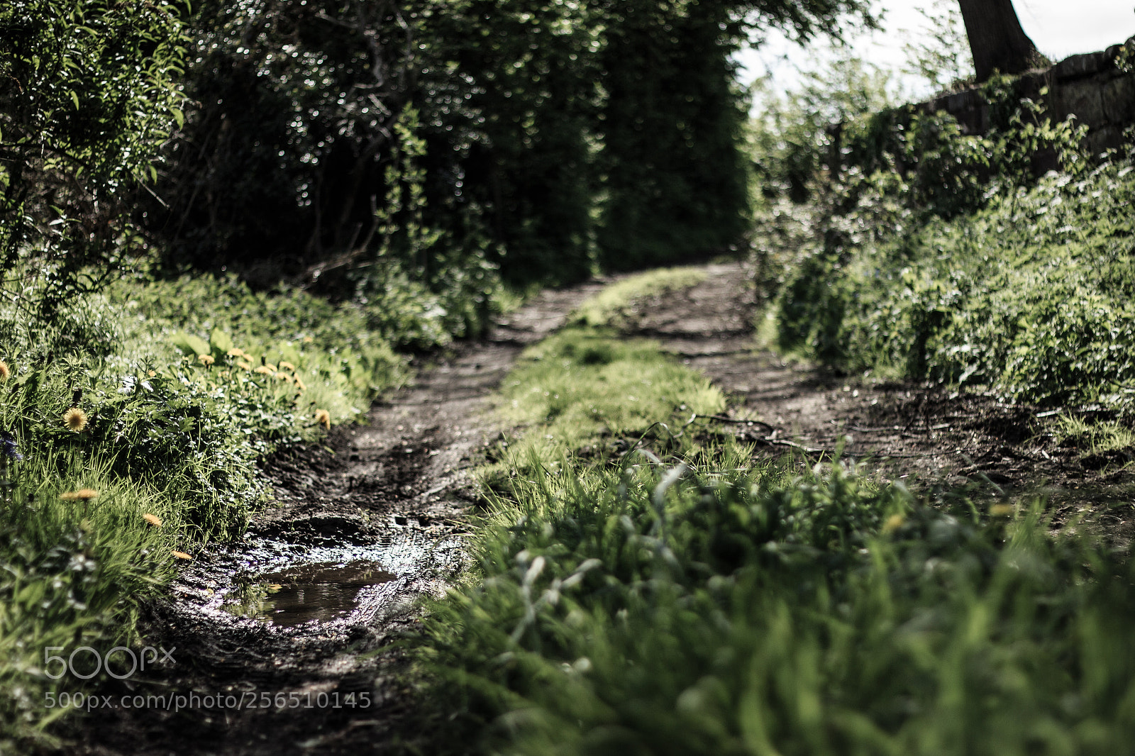 Canon EOS 650D (EOS Rebel T4i / EOS Kiss X6i) sample photo. Stockwick walk (124/365) photography