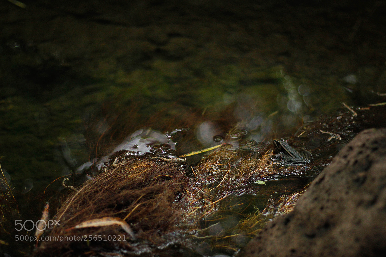 Canon EOS 60D sample photo. Untitled photography