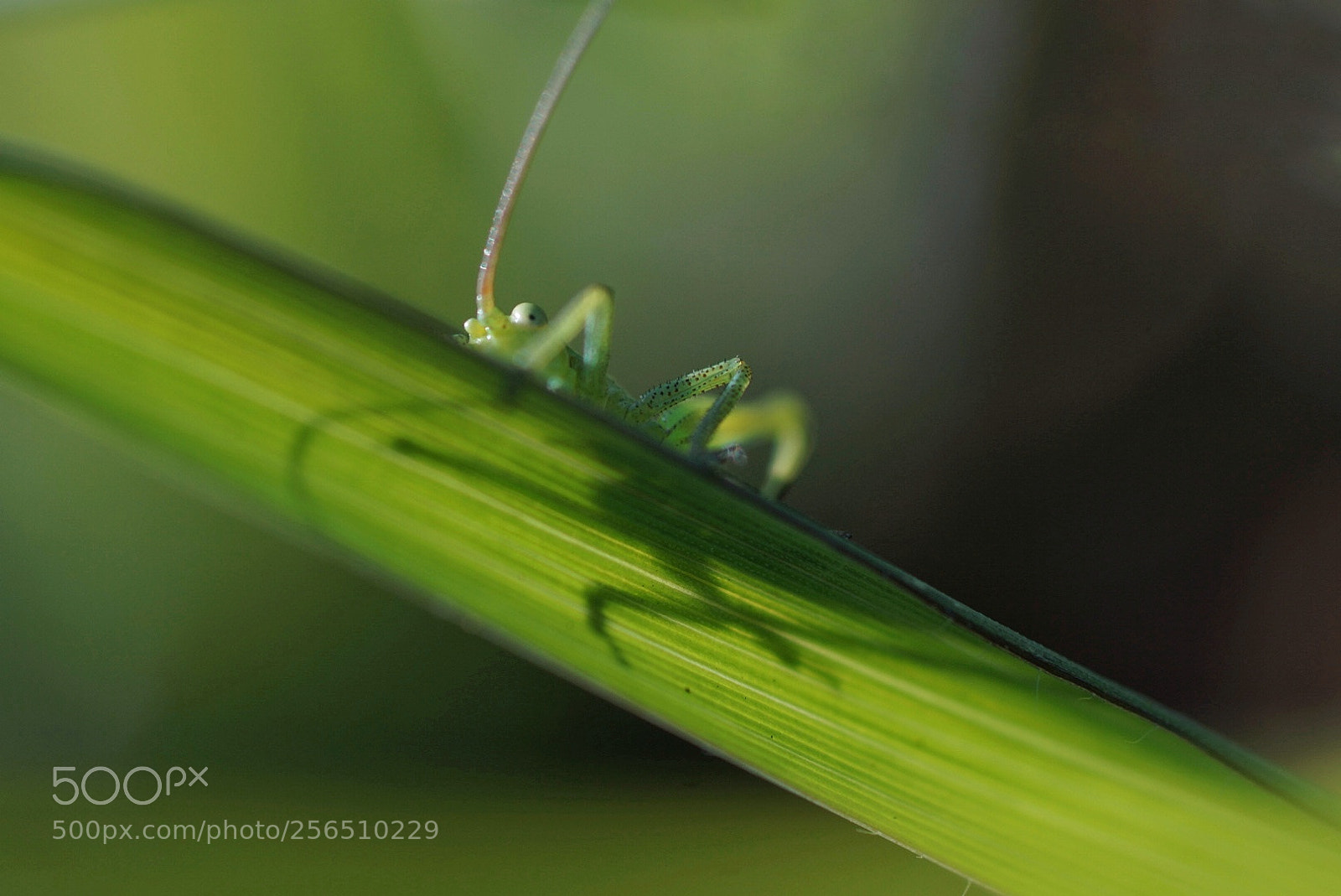 Sony SLT-A58 sample photo. Pequeño saltamontes photography