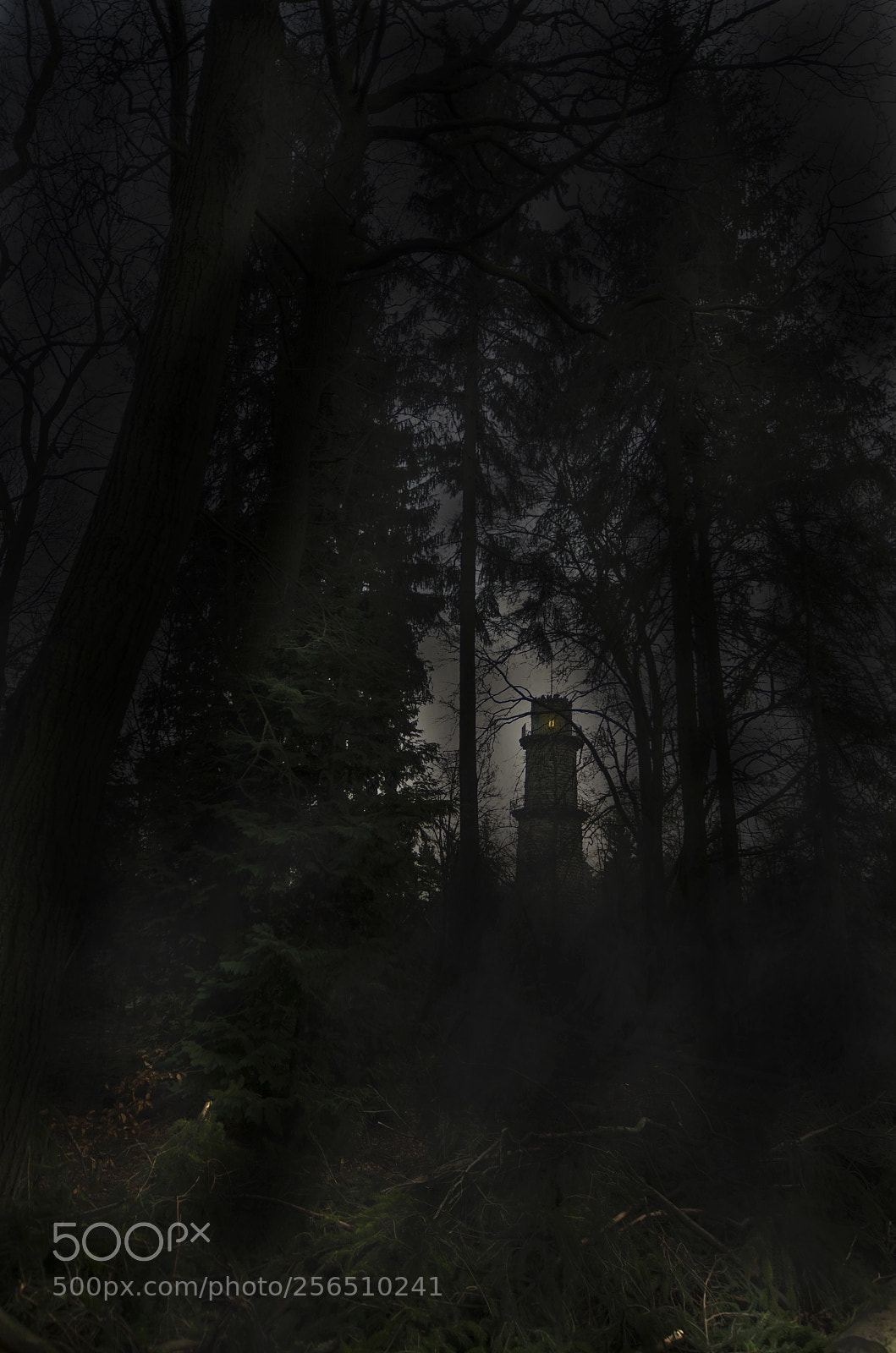 Pentax K-5 sample photo. Scary forest photography