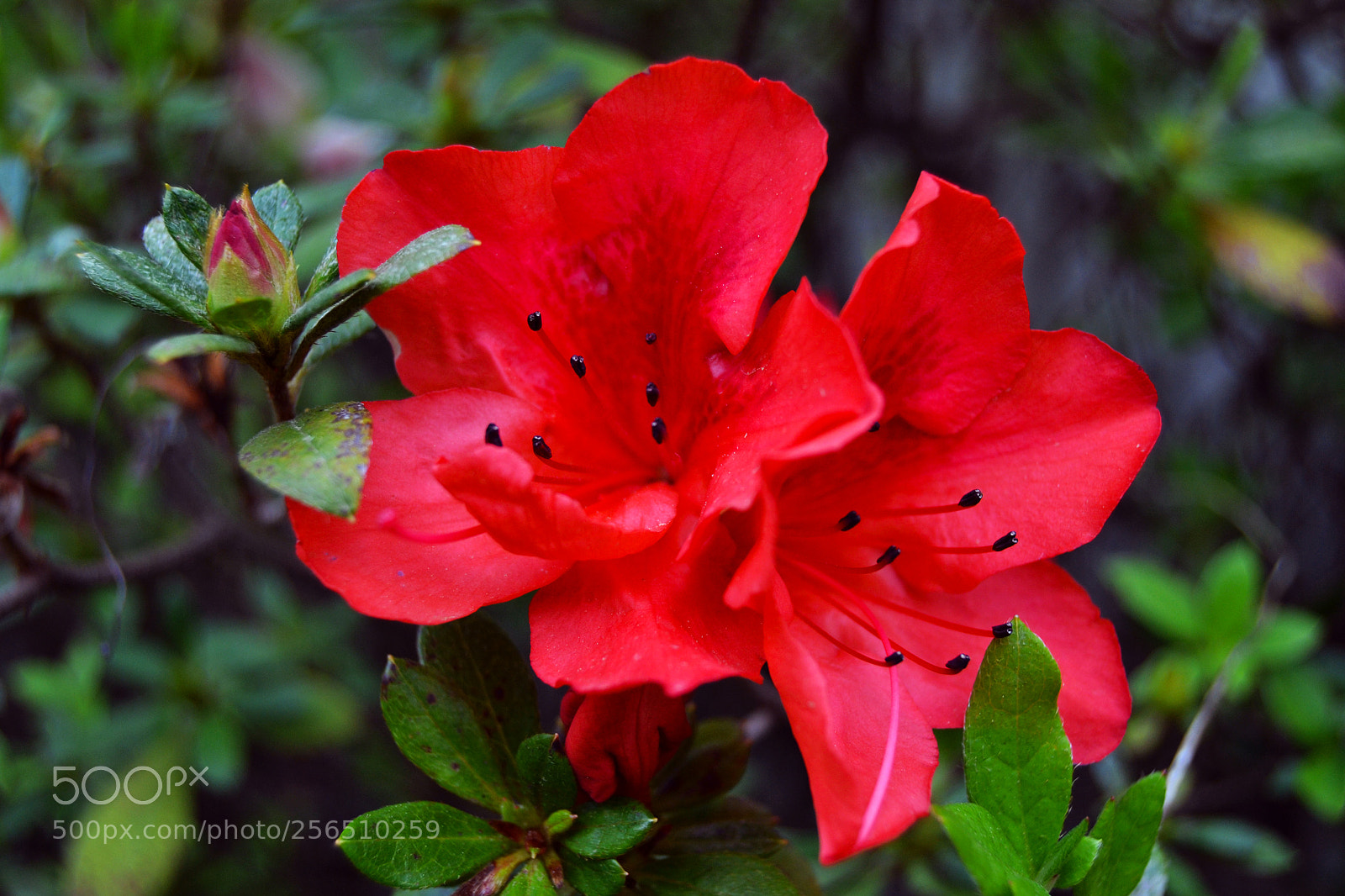 Nikon D3100 sample photo. Flores photography