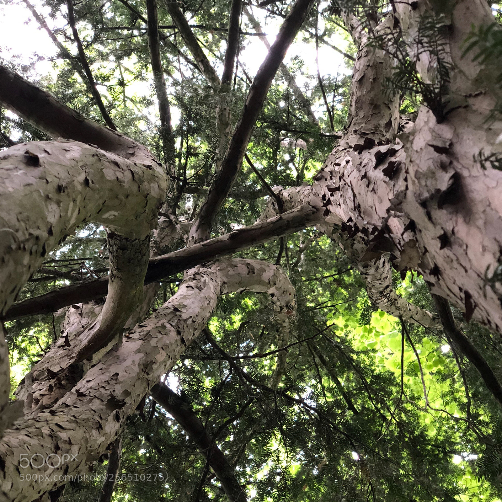 Apple iPhone X sample photo. Étrange danse photography