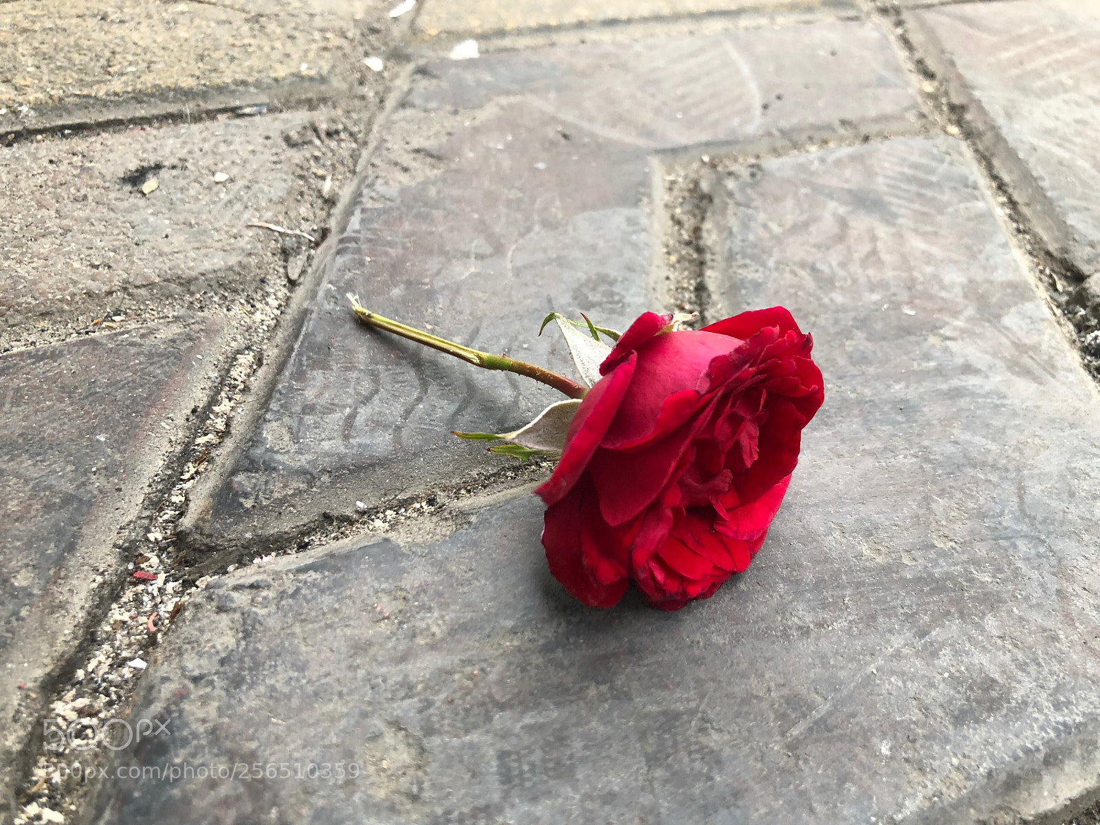 Apple iPhone X sample photo. Untitled photography