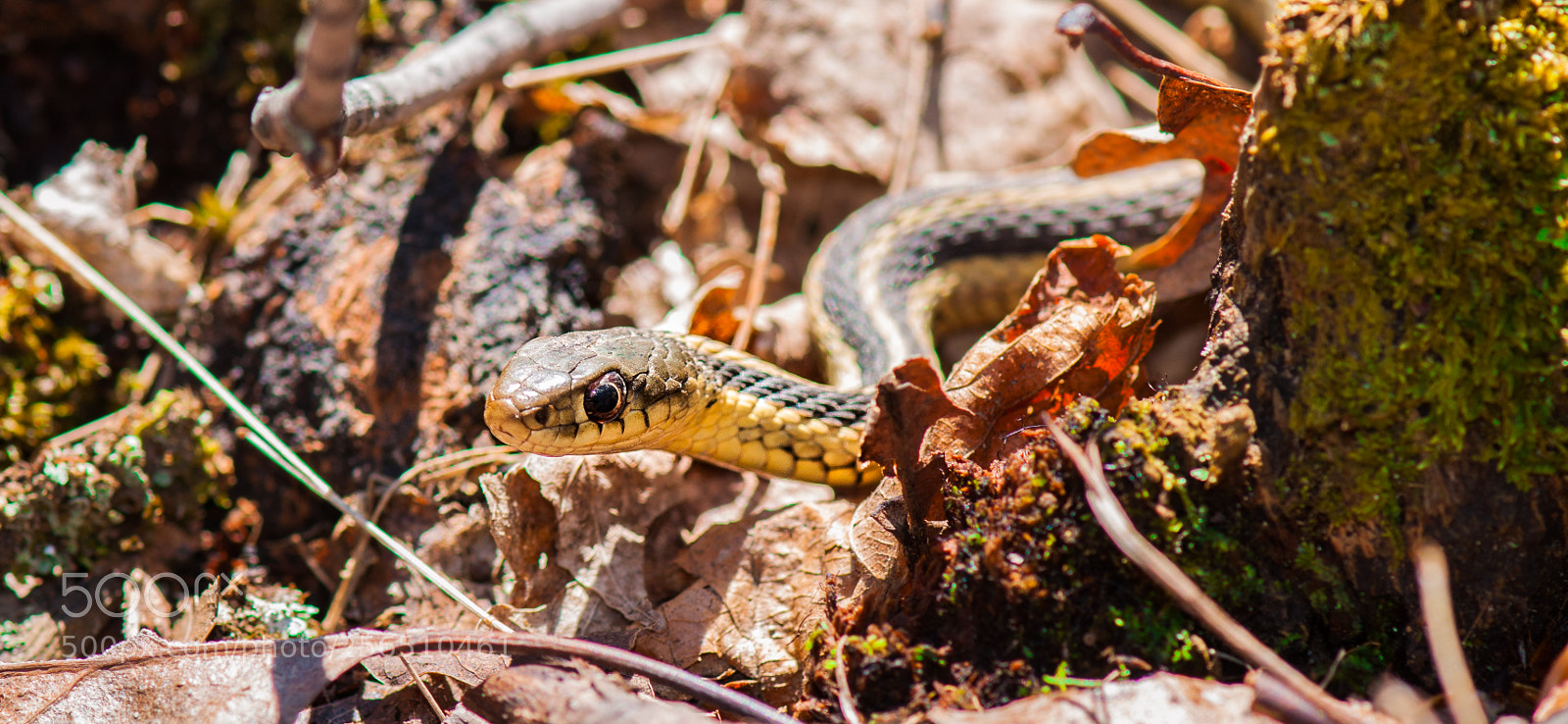 Nikon D5000 sample photo. Rattle snake photography