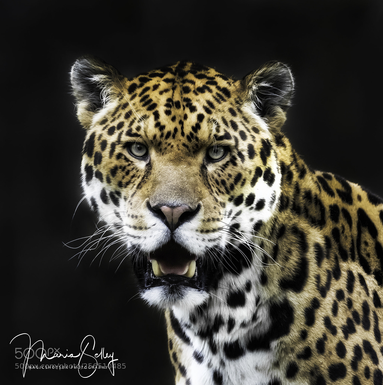 Olympus OM-D E-M1 Mark II sample photo. Chincha beauty photography