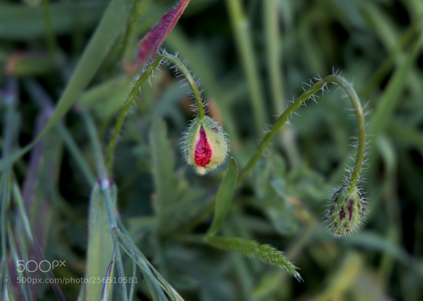 Fujifilm X-M1 sample photo. Amapola photography