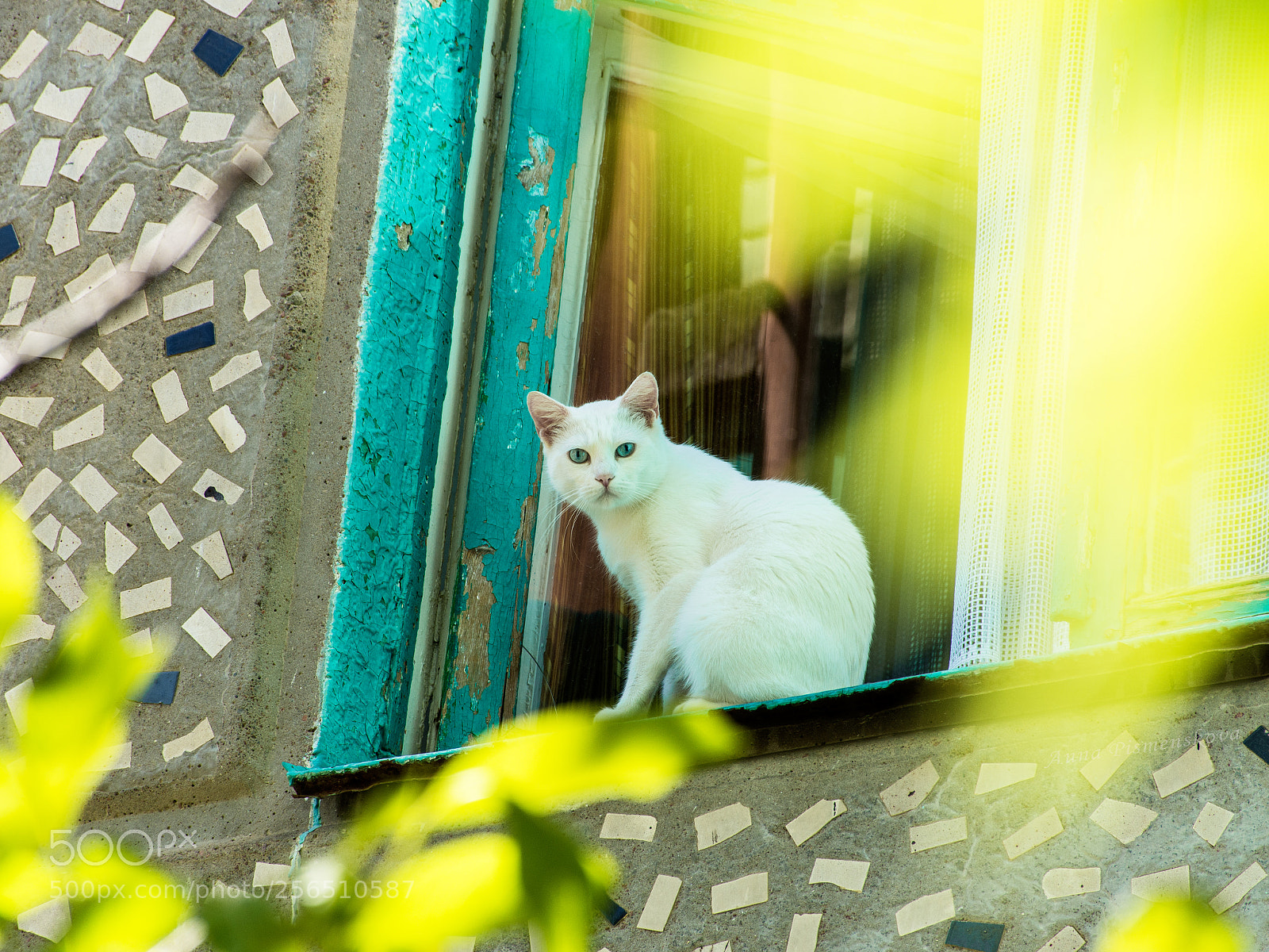 Nikon D7200 sample photo. White cat with blue photography