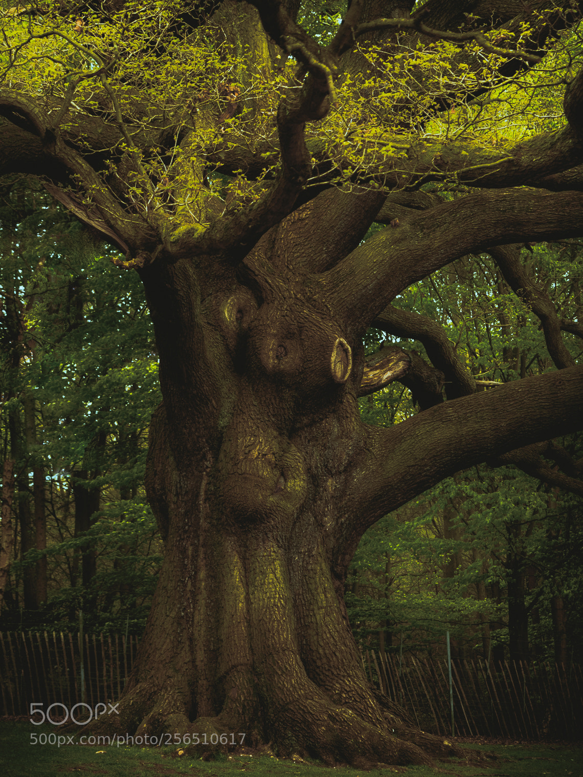 Panasonic Lumix DMC-G7 sample photo. ''long life to you photography