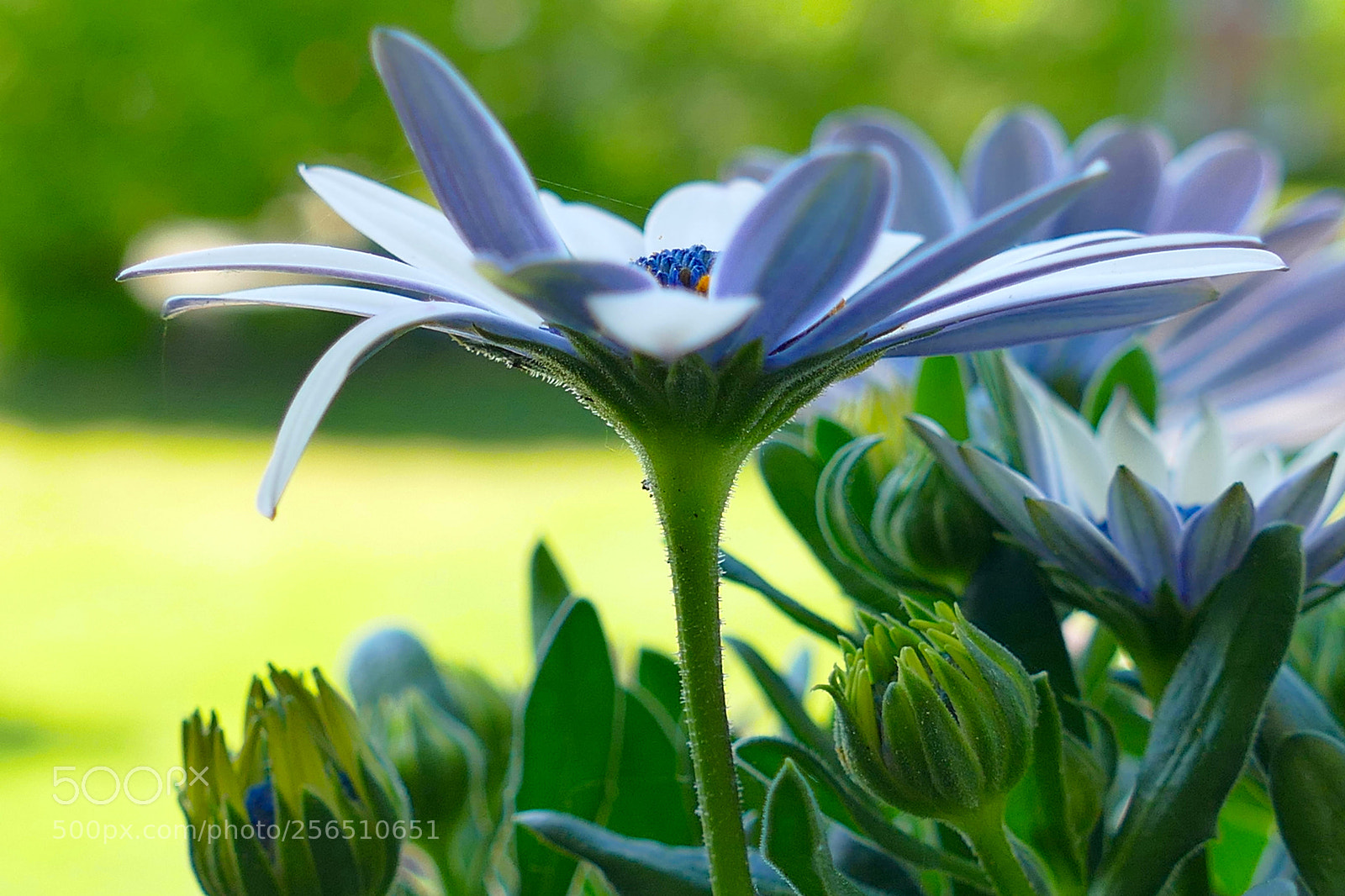 Panasonic Lumix DMC-FZ1000 sample photo. Blue-eyed daisy photography