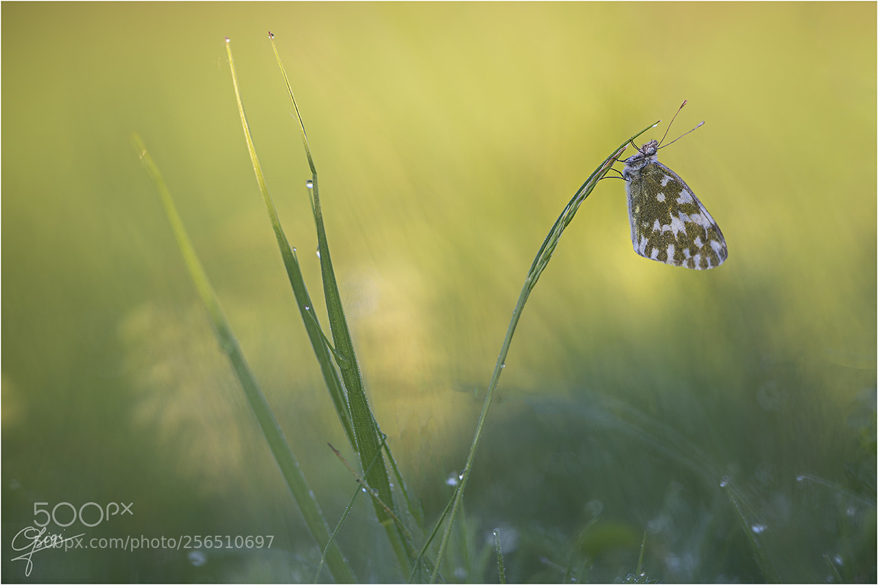 Nikon D610 sample photo. Pontia edusa photography