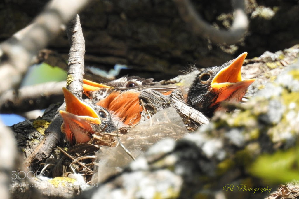 Nikon Coolpix P900 sample photo. Robins photography