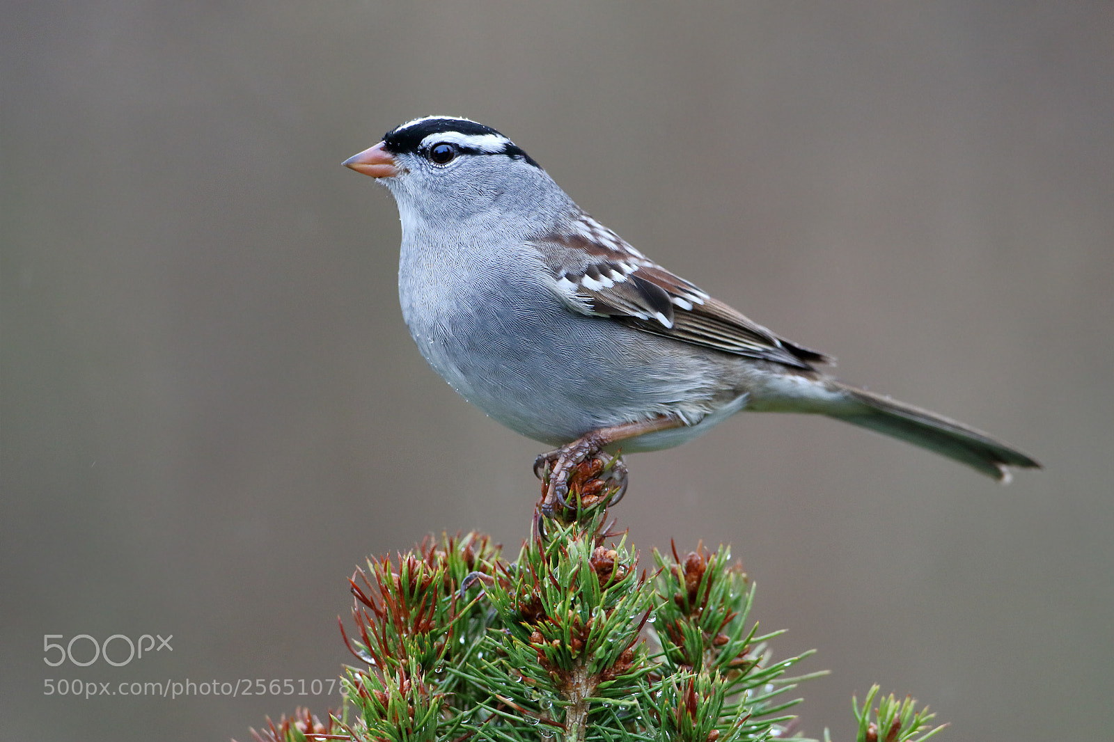 Canon EOS 7D Mark II sample photo. White crown photography