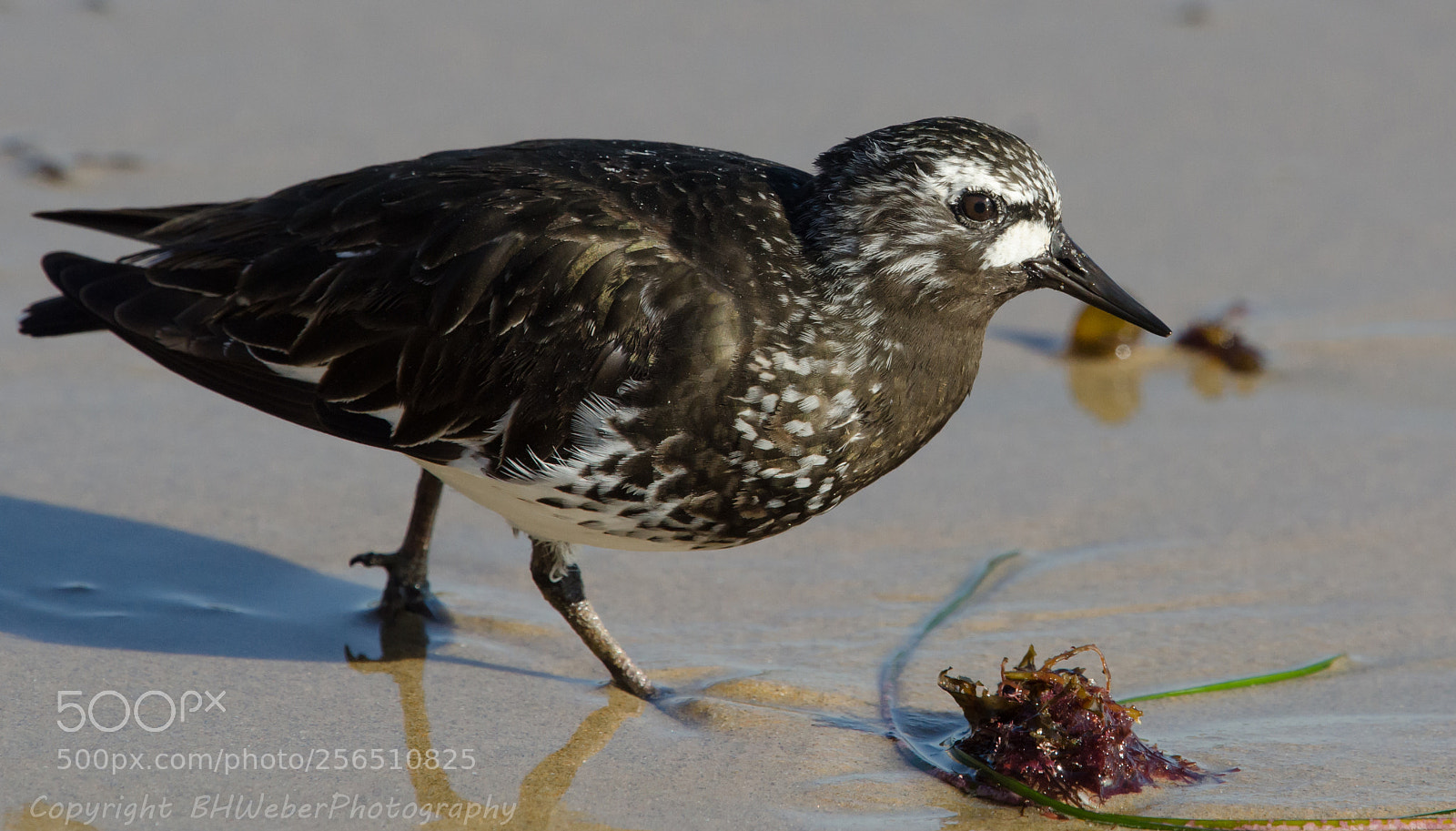 Nikon D7000 sample photo. Turnstone photography