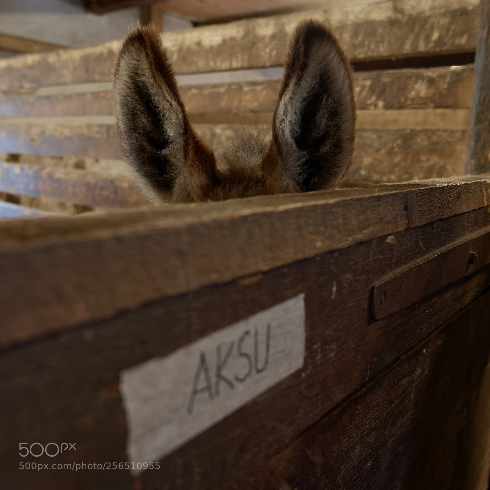 Sony a7R III sample photo. I'm all ears photography