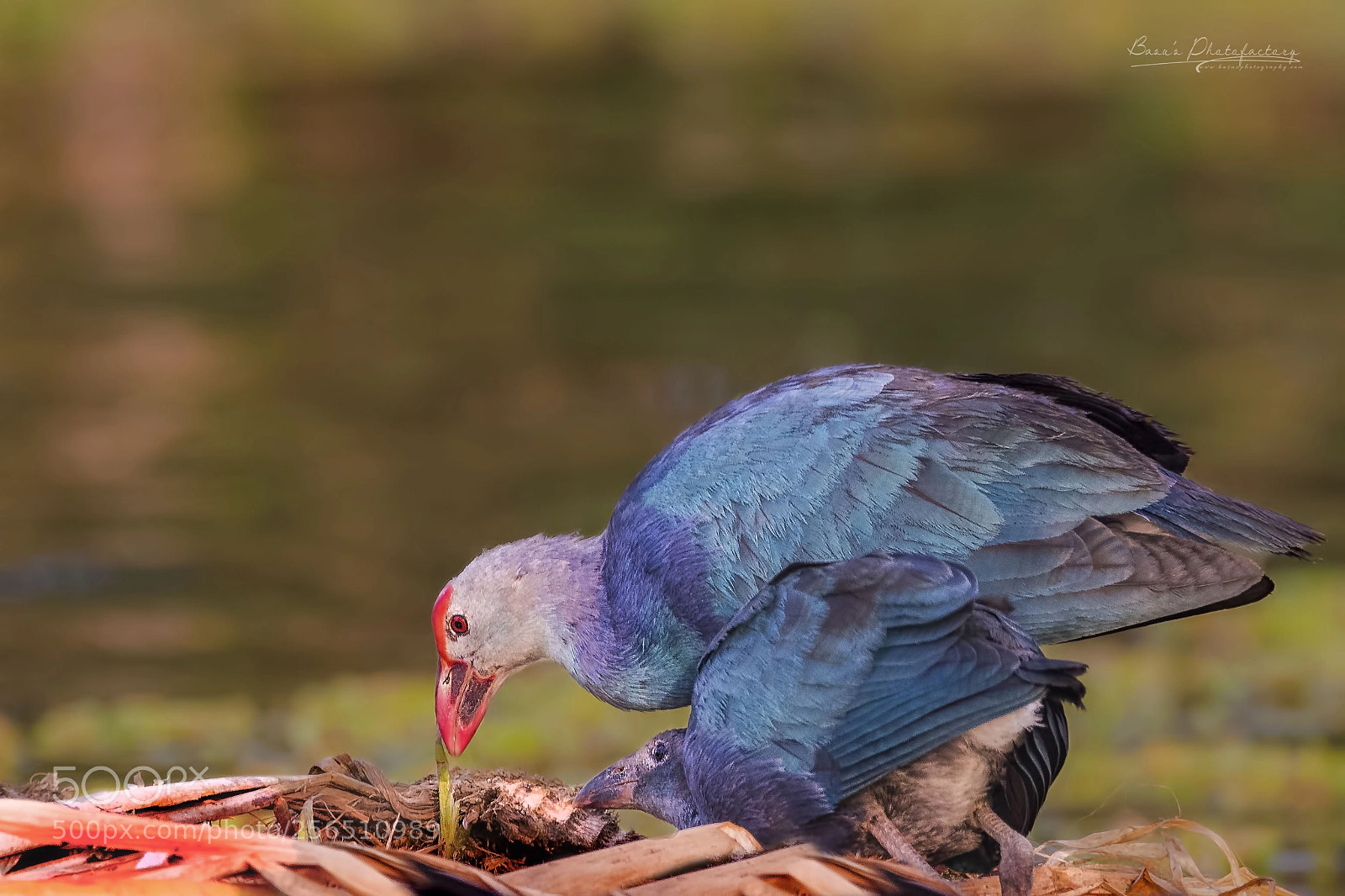 Nikon D810 sample photo. Teaching lessons - purple photography