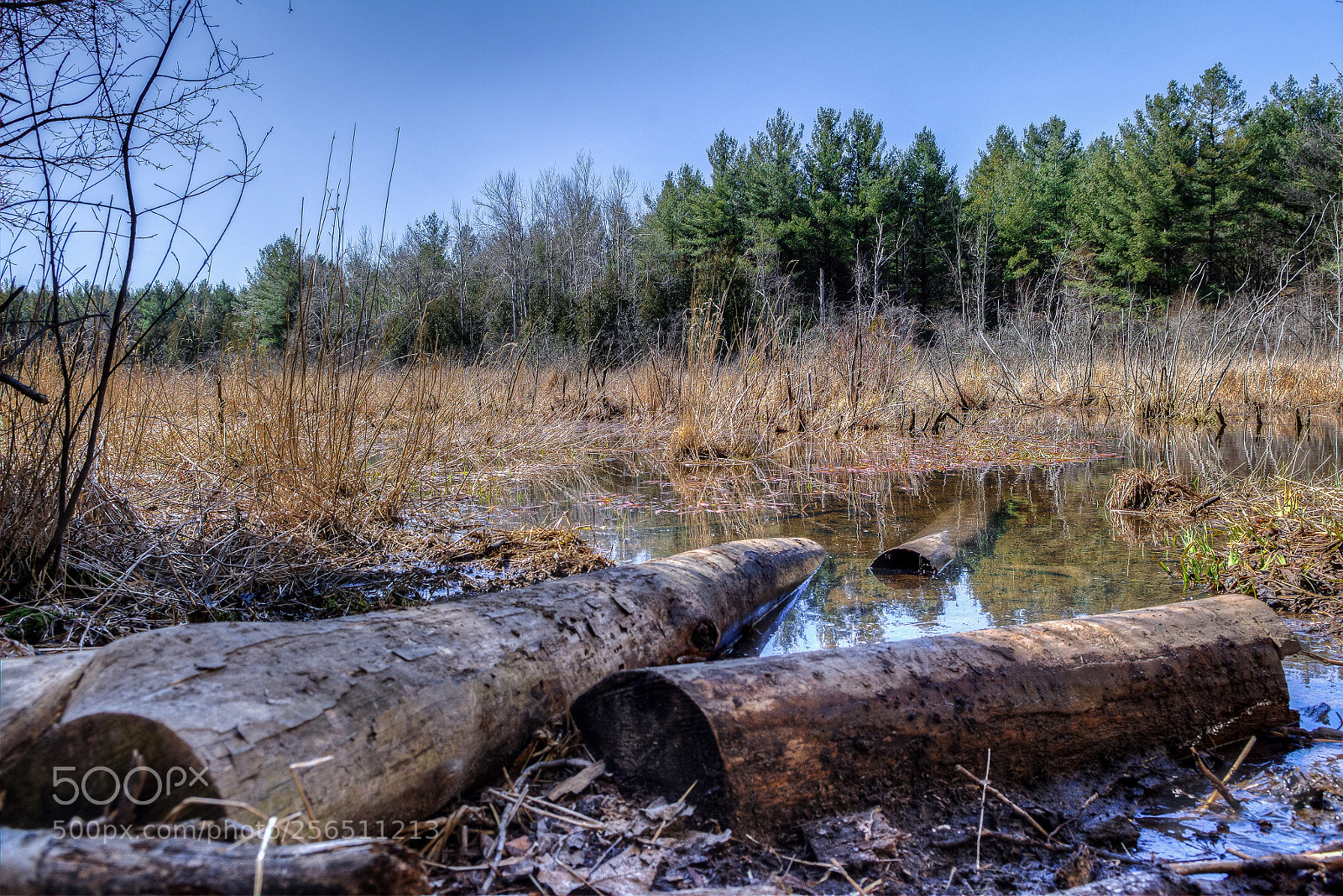 Nikon D7200 sample photo. Trees of the swamp photography