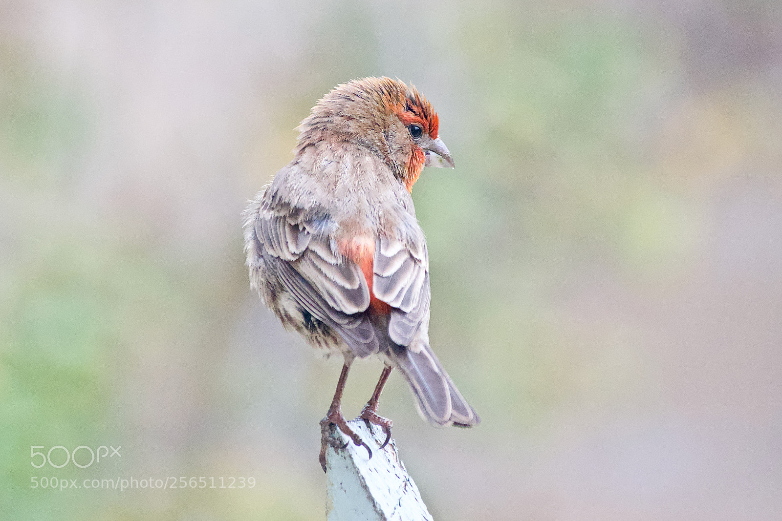 Nikon D3300 sample photo. Young finch photography