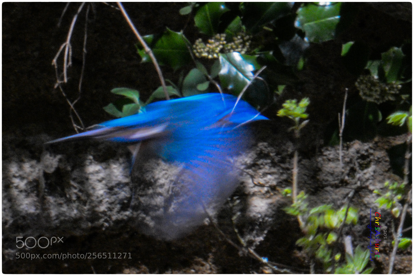 Nikon D7100 sample photo. A flash of blue photography