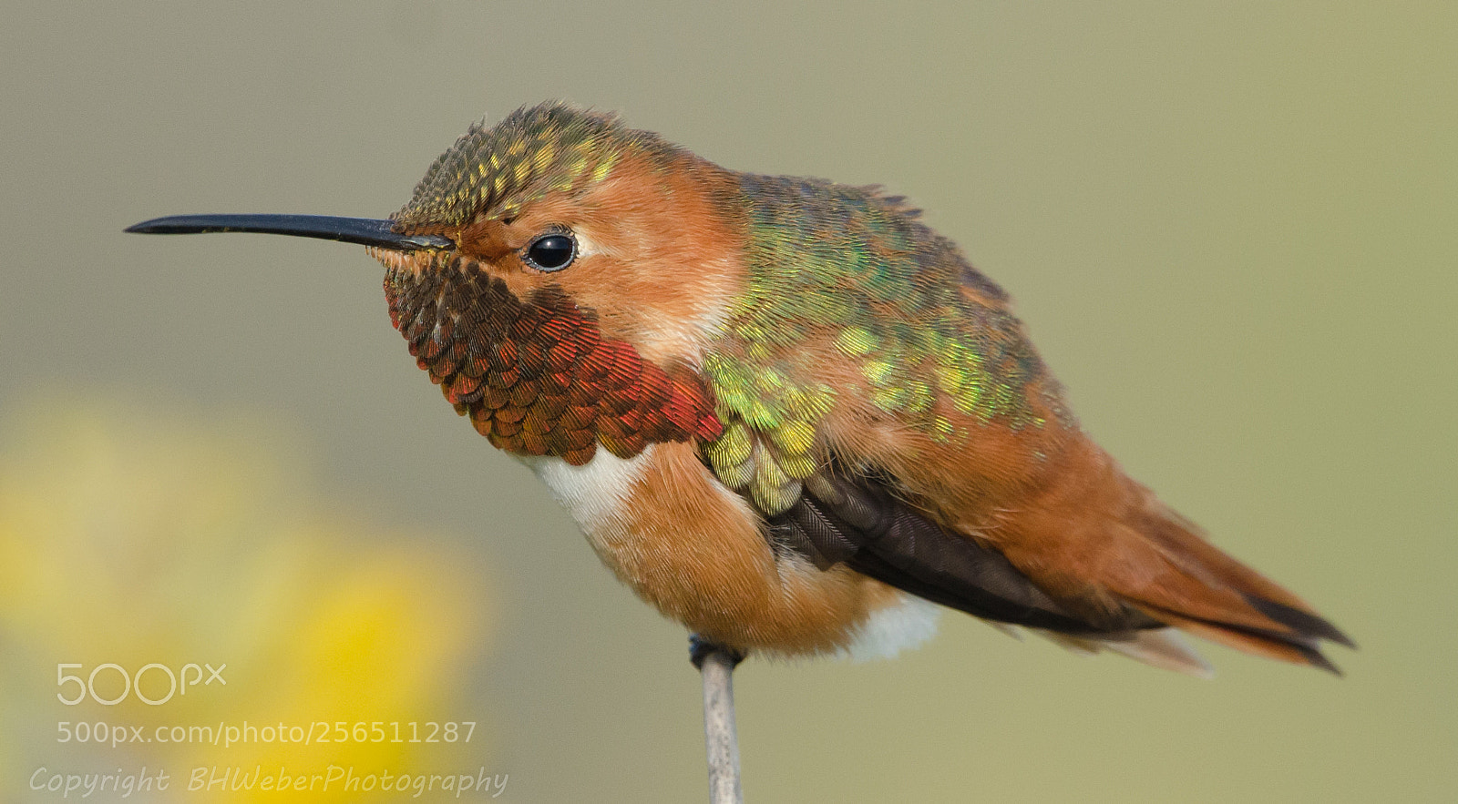 Nikon D7000 sample photo. Hummingbird colorful feathers photography