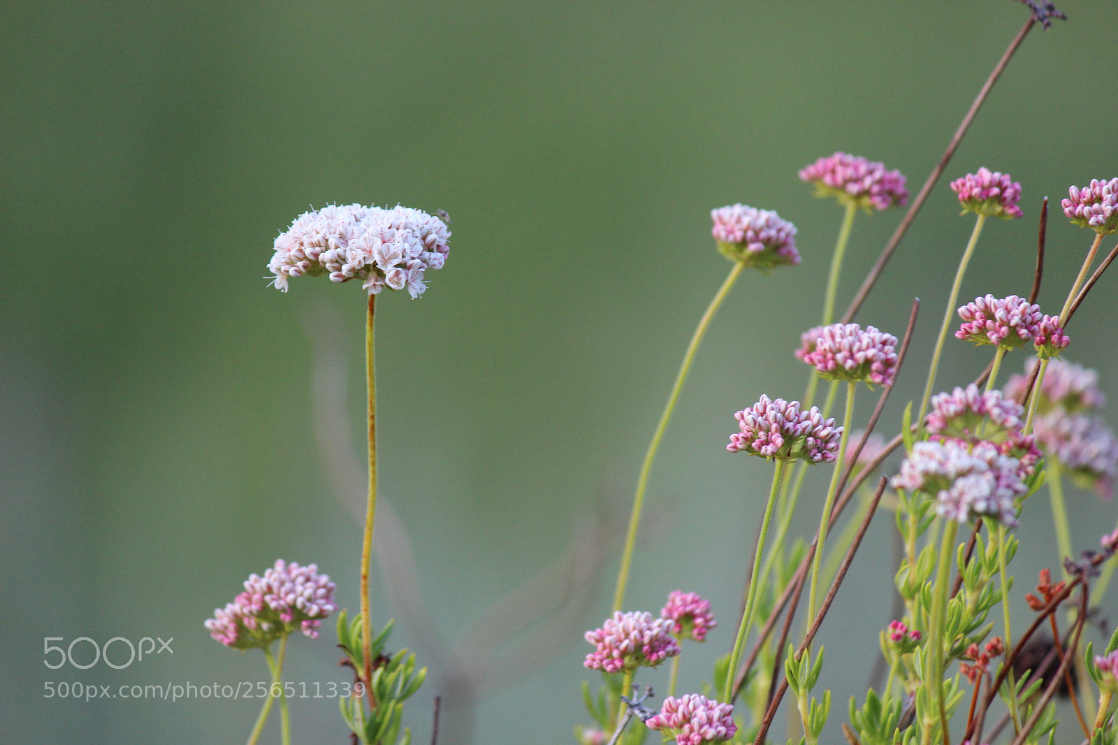 Canon EOS 600D (Rebel EOS T3i / EOS Kiss X5) sample photo. California spring photography