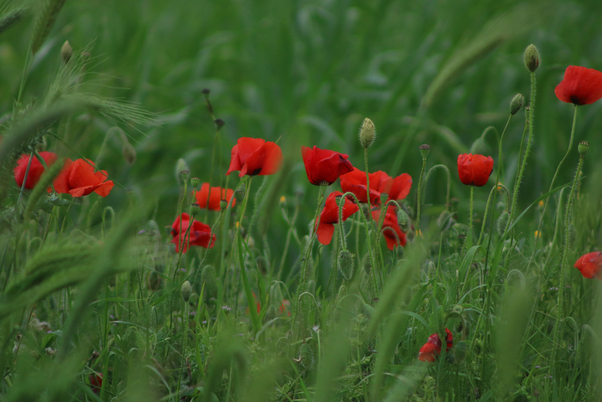 Canon EF 75-300mm f/4-5.6 sample photo