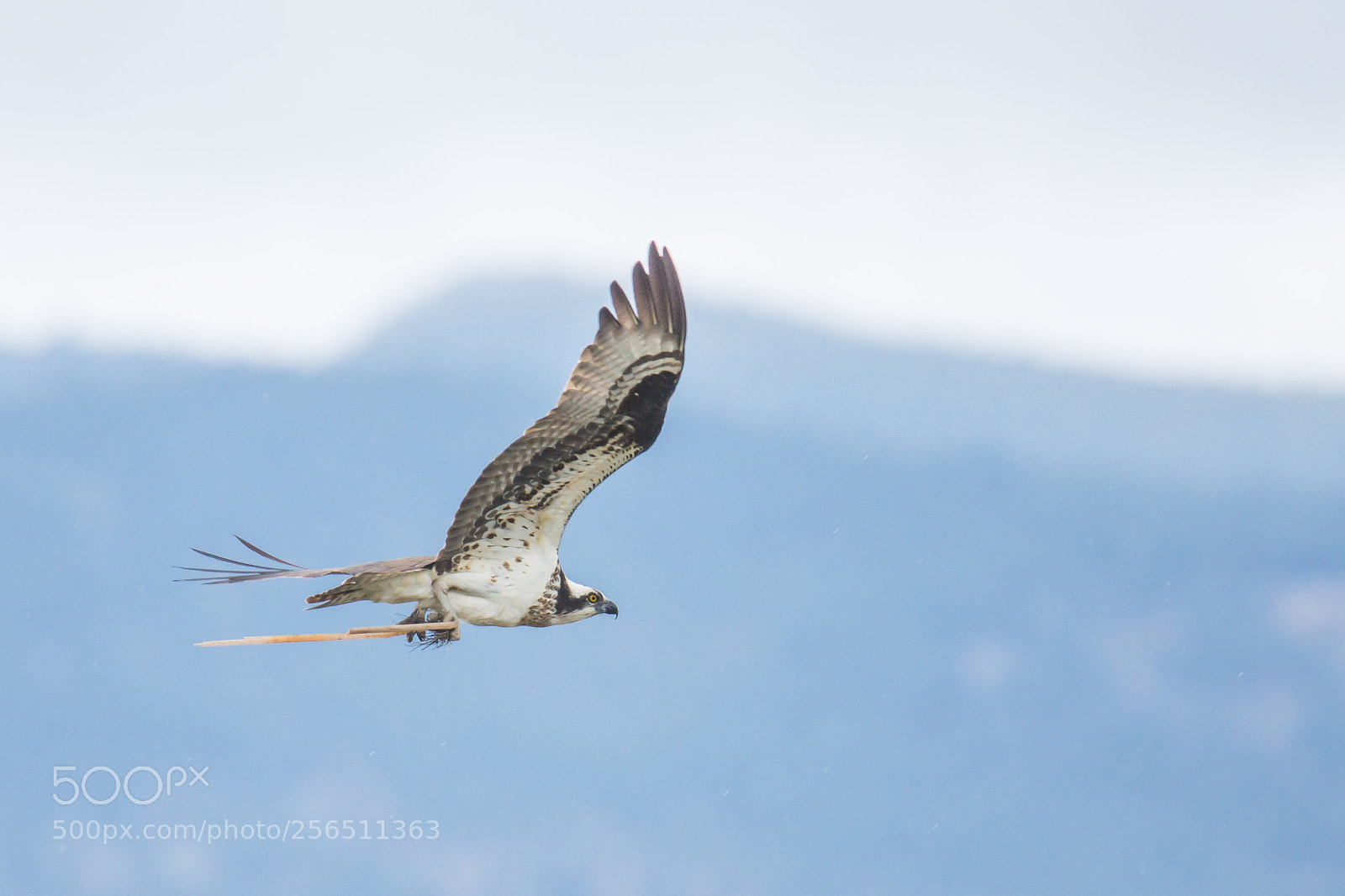 Sony SLT-A77 sample photo. Osprey photography