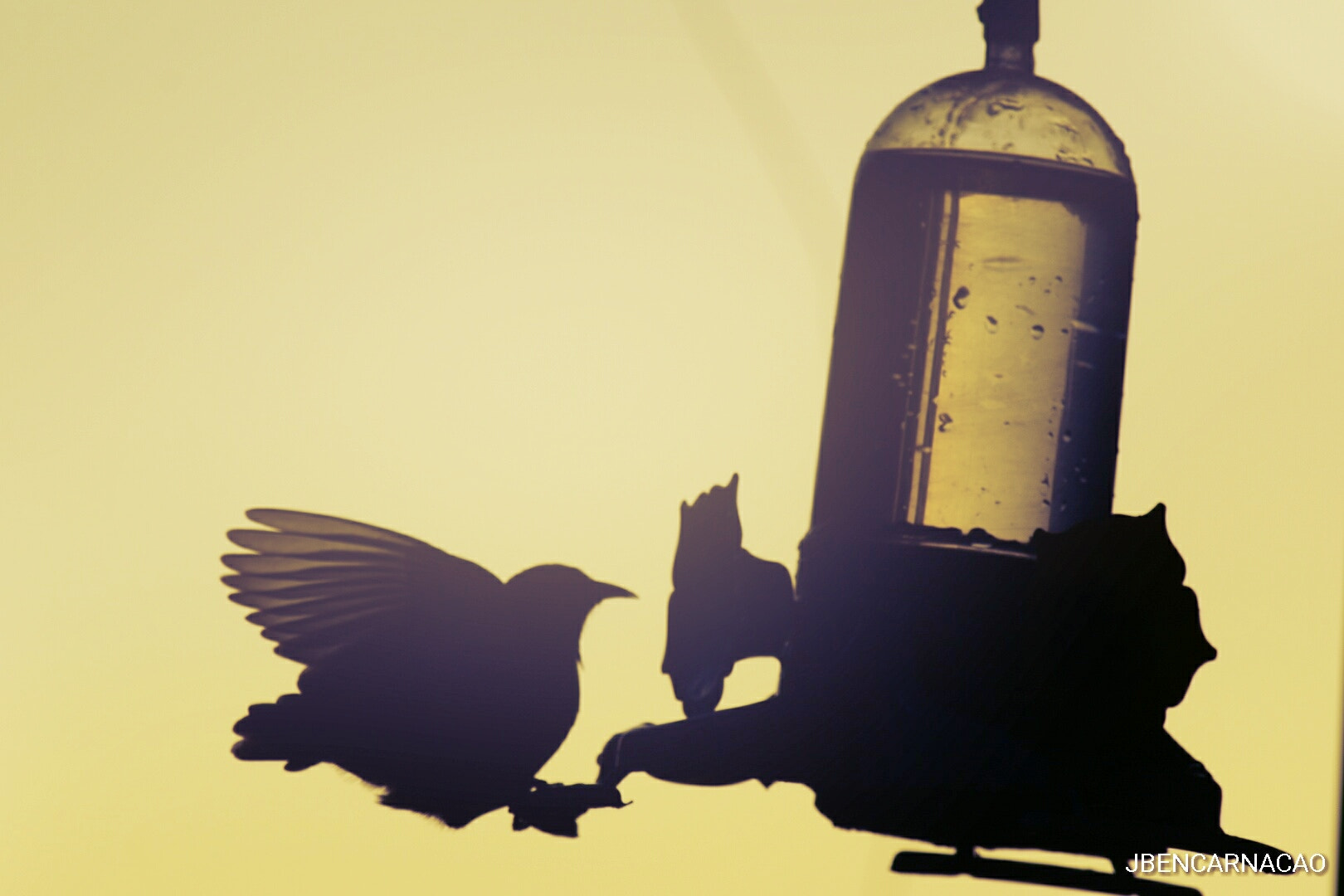 Nikon D5600 sample photo. Bird silhouette photography