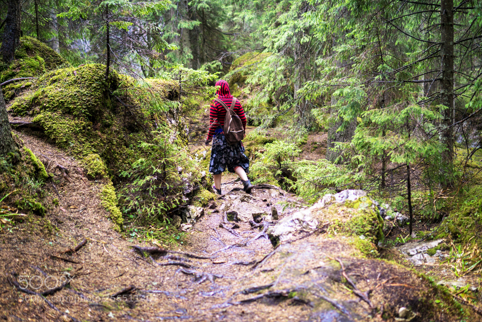 Sony a6000 sample photo. Mysterious forests of bucovina photography