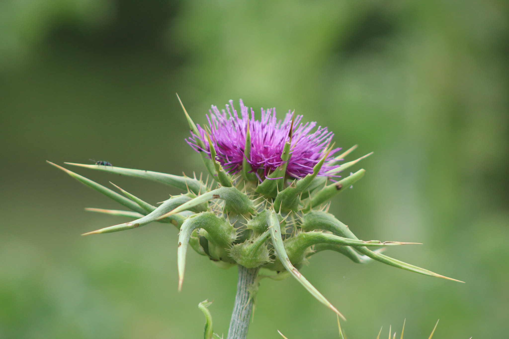 Canon EF 75-300mm f/4-5.6 sample photo