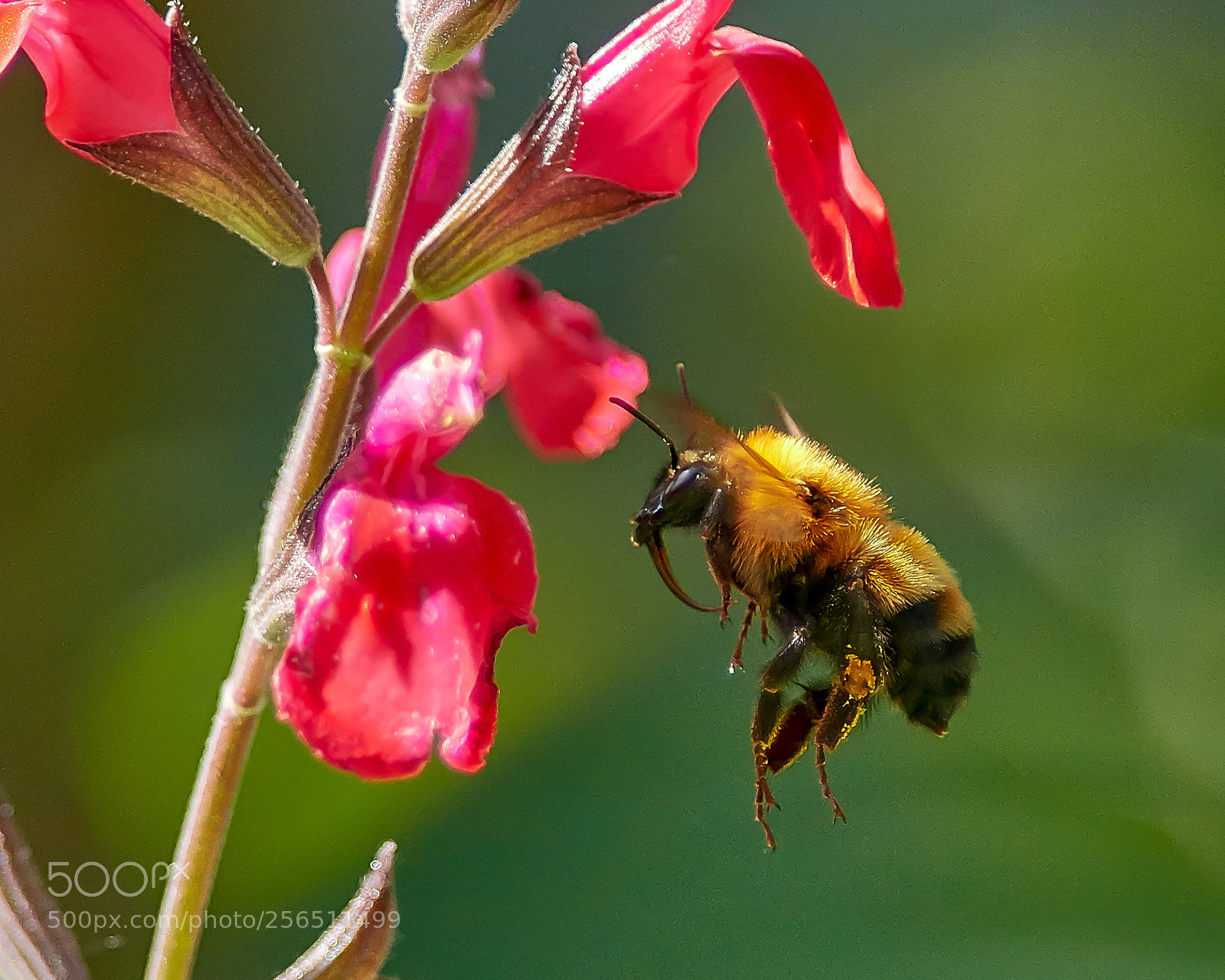 Nikon D500 sample photo. Tiger bumblebee photography