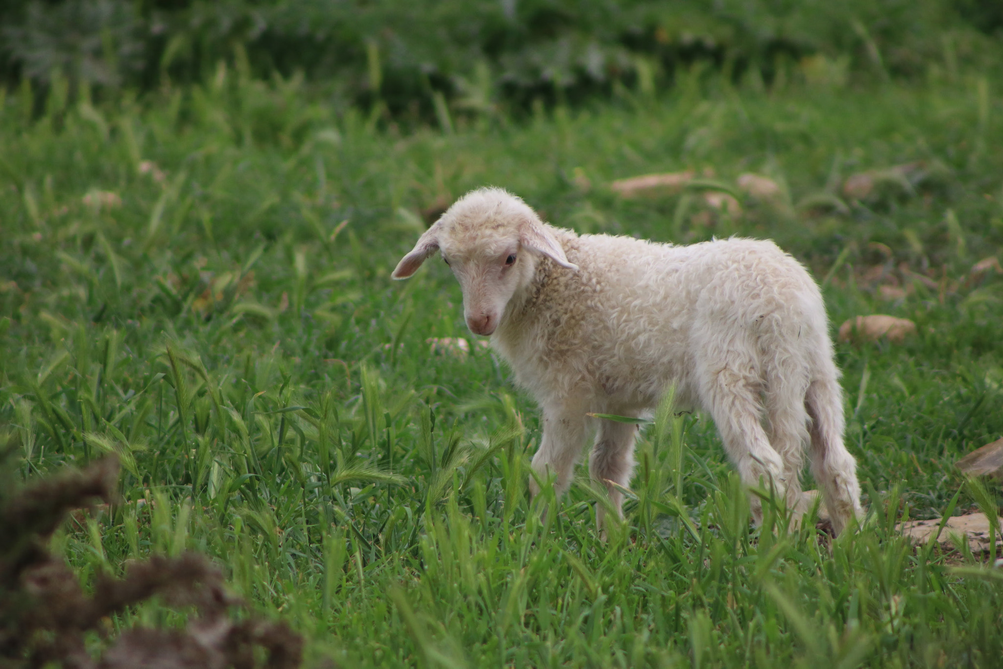 Canon EF 75-300mm f/4-5.6 sample photo