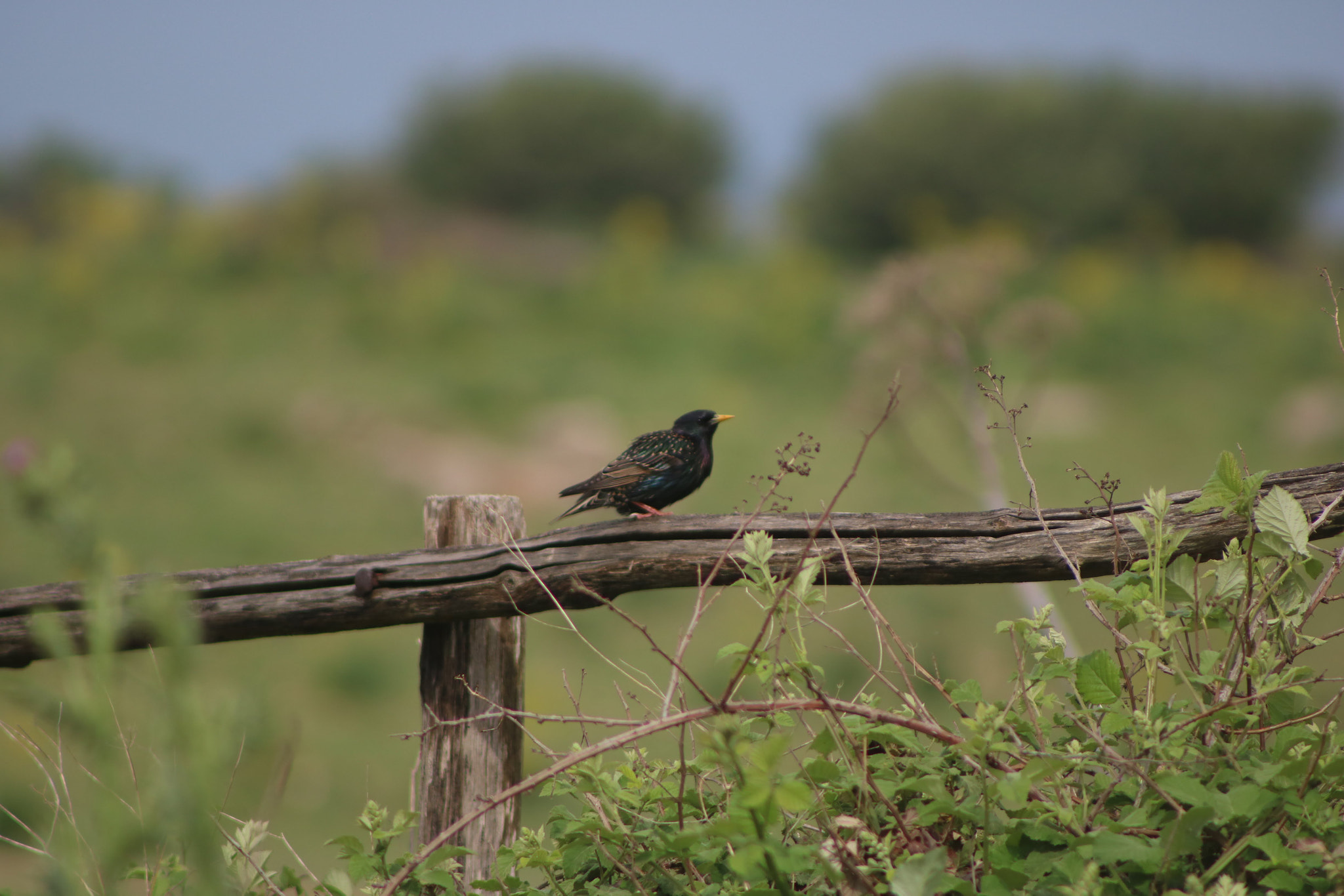 Canon EF 75-300mm f/4-5.6 sample photo