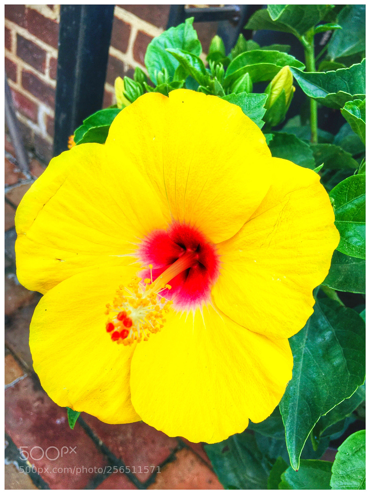 Apple iPhone 6s Plus sample photo. Untitled photography