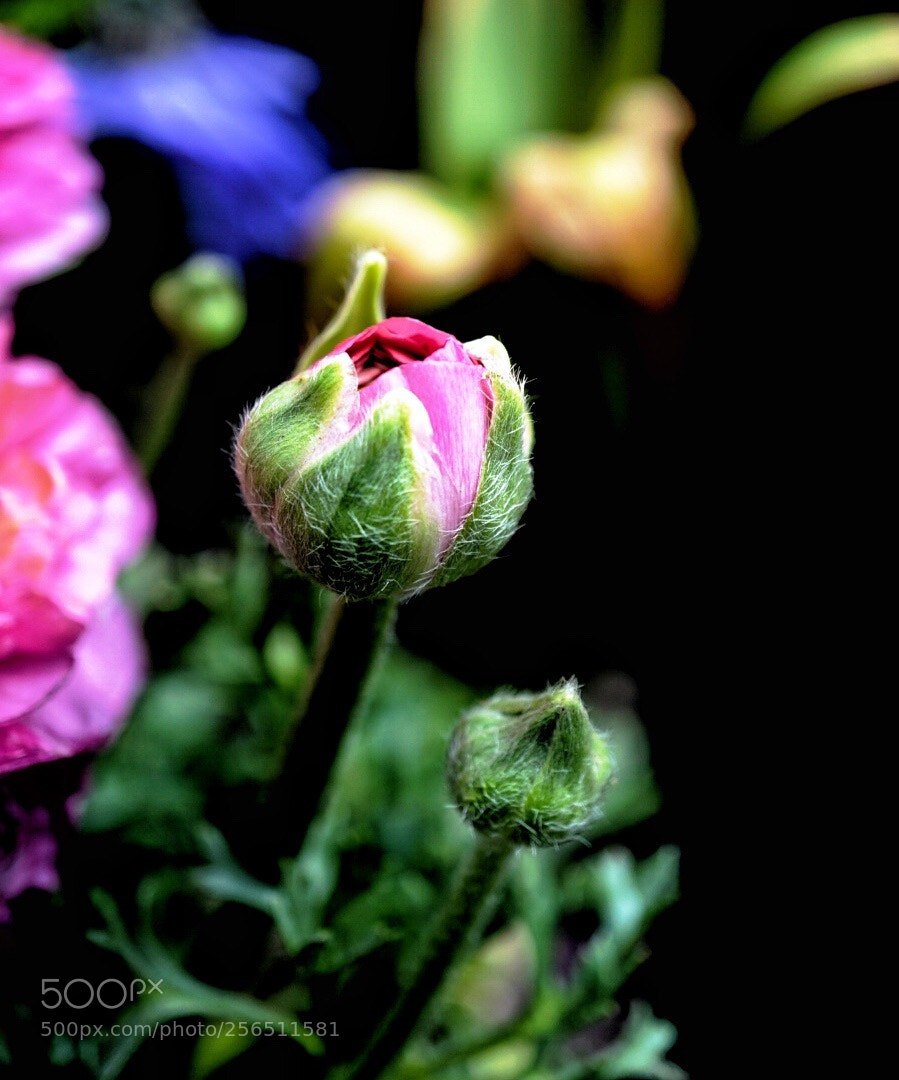 Sony a5100 sample photo. Untitled photography