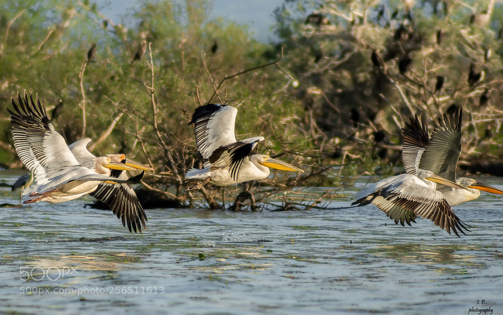 Nikon D7200 sample photo. Great white pelican and photography
