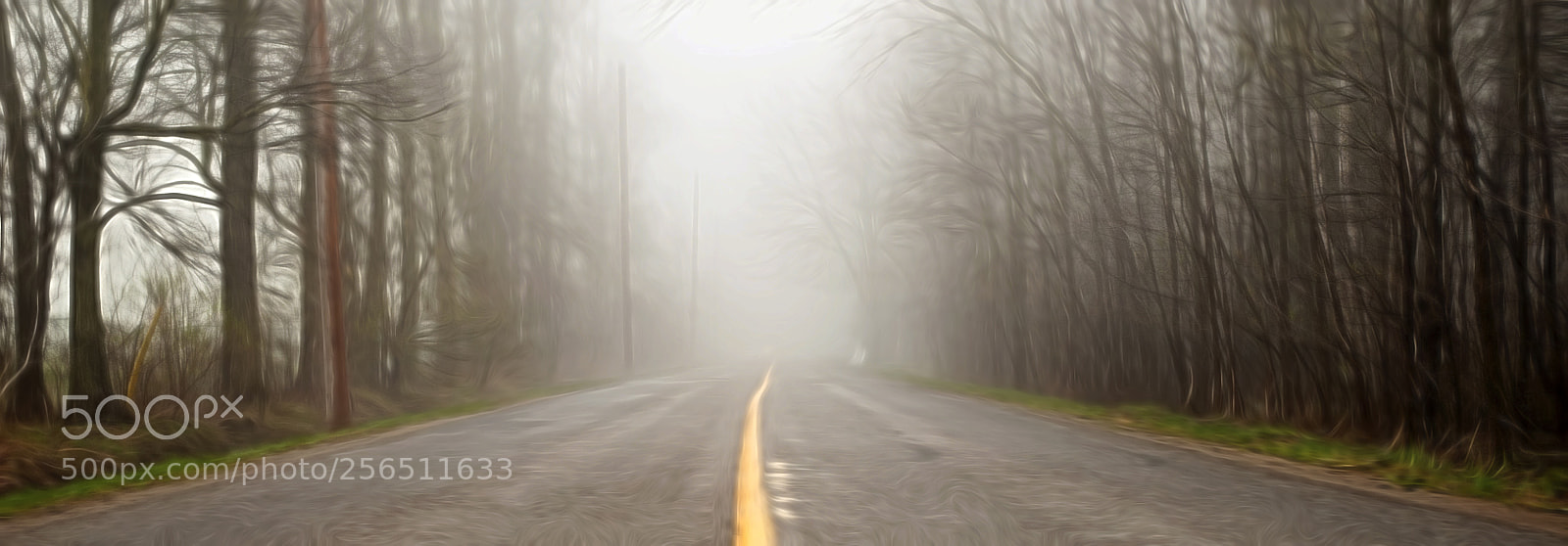 Nikon D300 sample photo. Road kill photography
