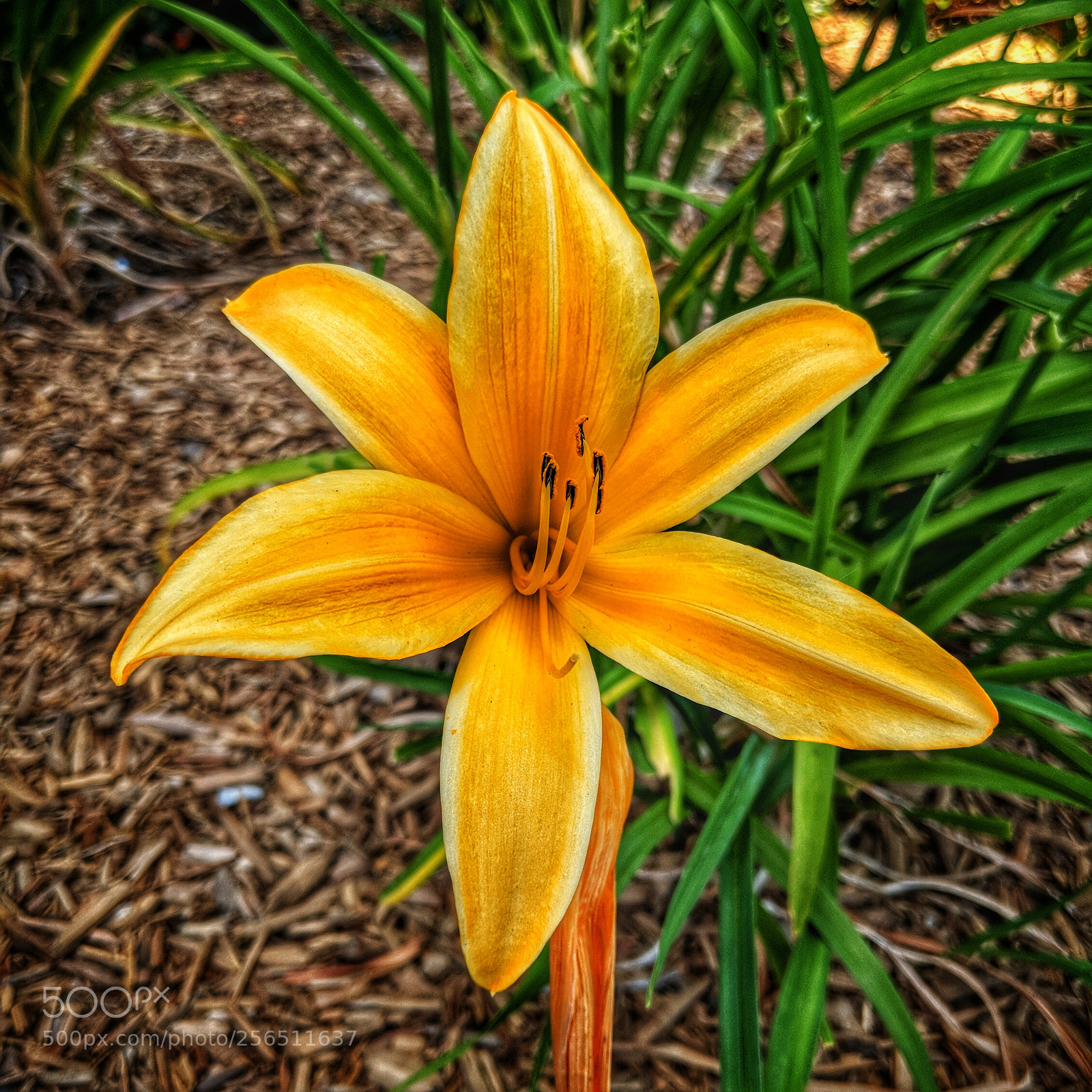 Google Pixel 2 XL sample photo. Parking lot lilly photography