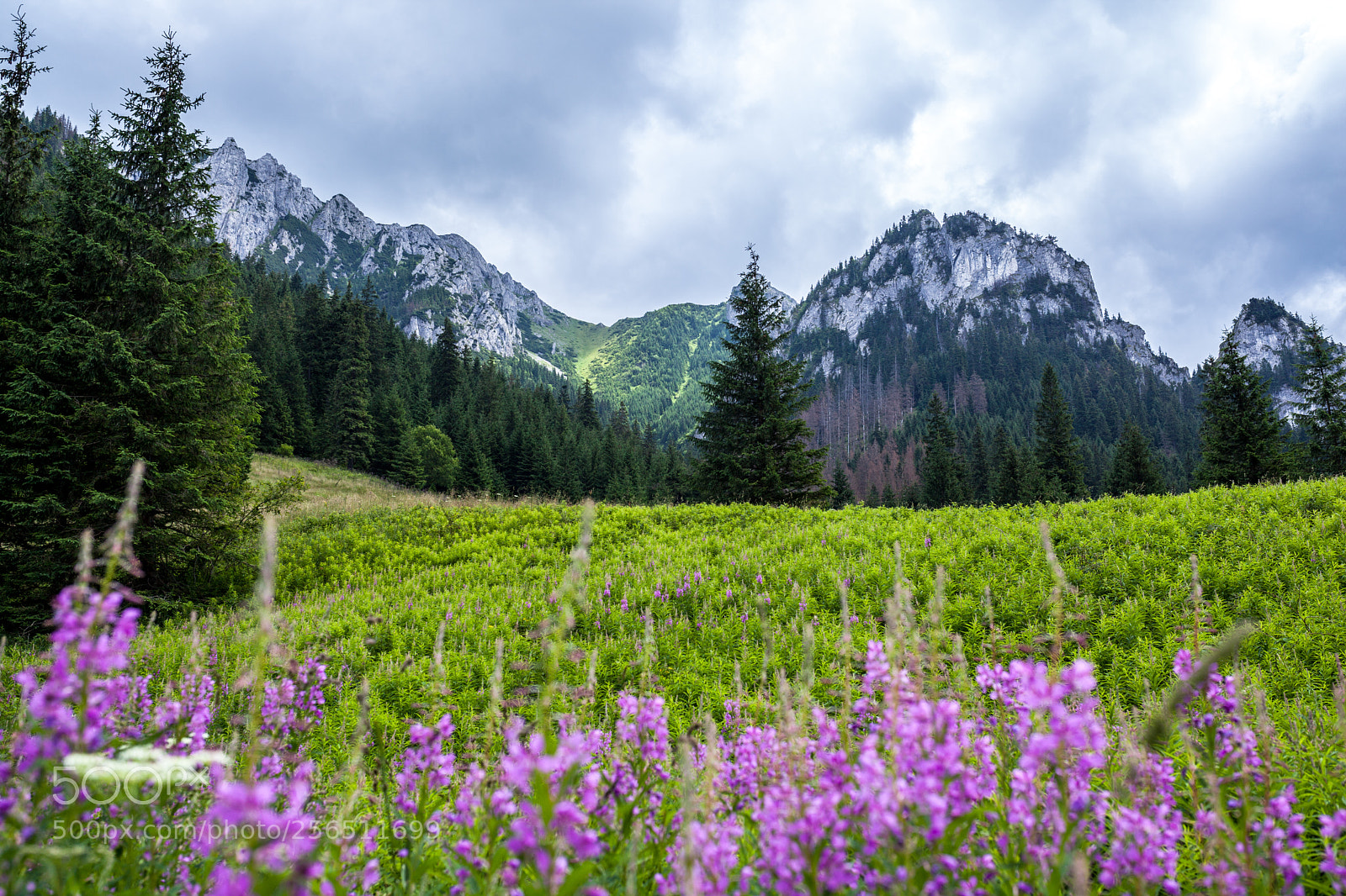 Canon EOS 5D Mark II sample photo. Dolina kościeliska # photography