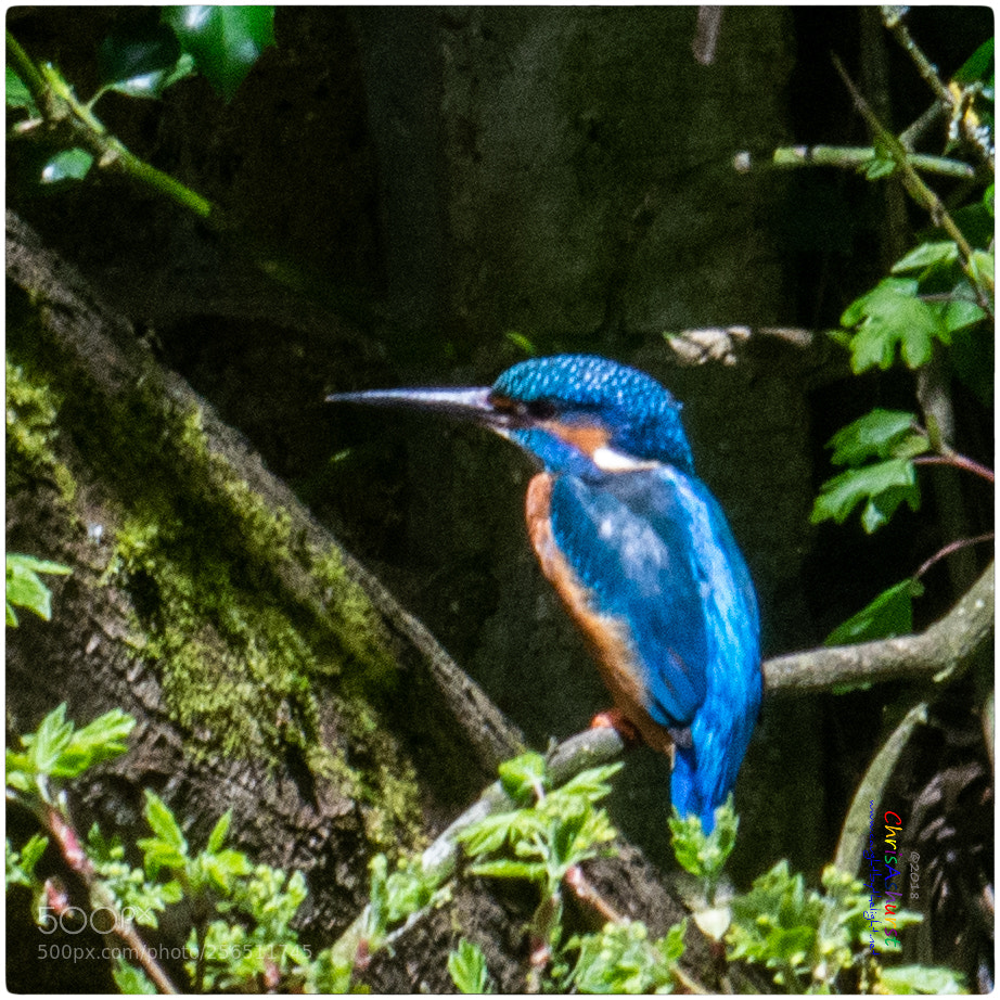 Nikon D7100 sample photo. Kingfisher loder valley nature photography