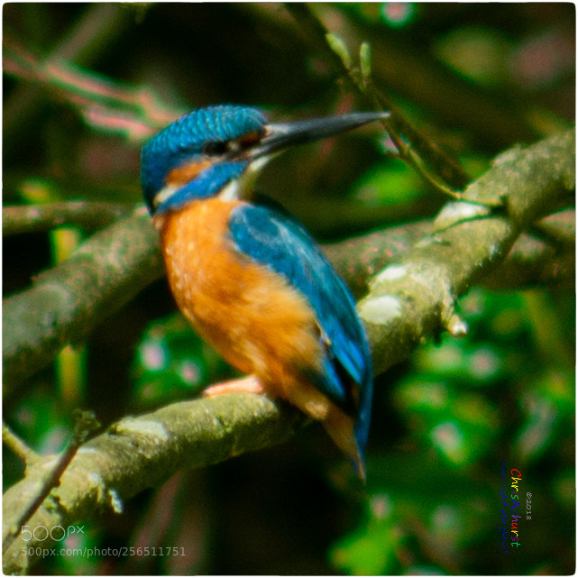 Nikon D7100 sample photo. Kingfisher loder valley nature photography