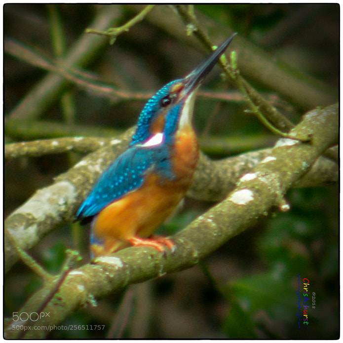 Nikon D7100 sample photo. Kingfisher loder valley nature photography