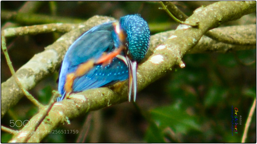 Nikon D7100 sample photo. Kingfisher loder valley nature photography