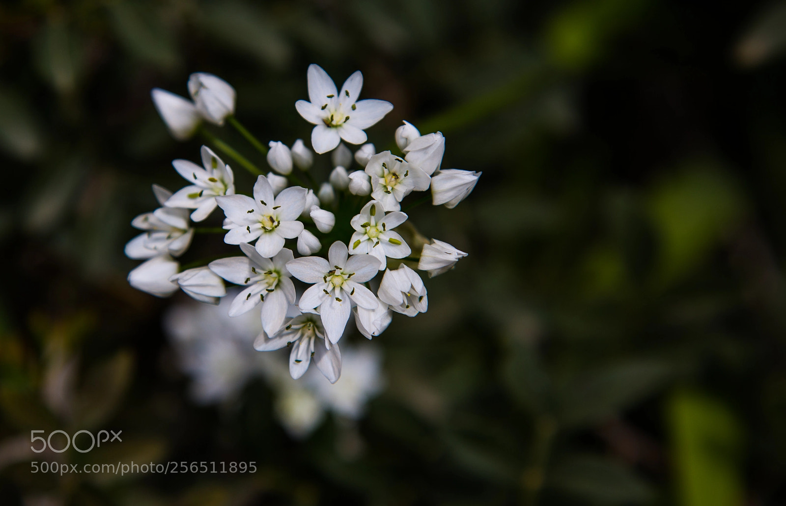 Canon EOS 6D sample photo. Wild garlic photography