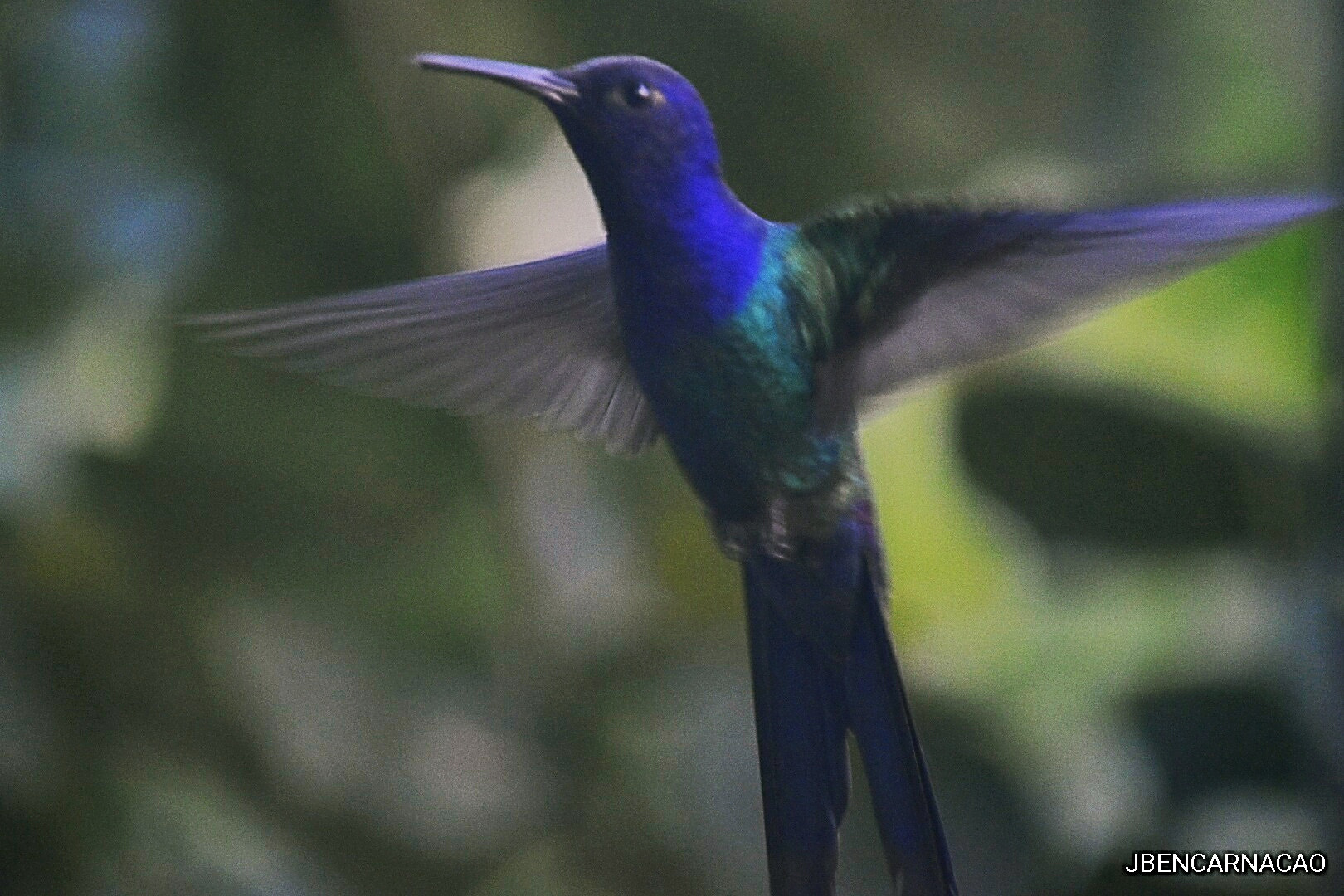 Nikon D5600 sample photo. Green hummingbird photography